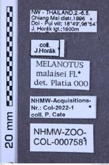 Etiketten zu Melanotus malaisei (NHMW-ZOO-COL-0007581)